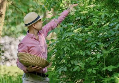 William seymour picking elderflowers.