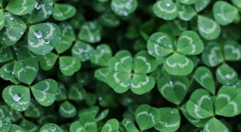 Green four-leaf clovers.