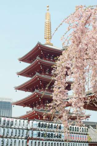 Photo of temple in japan with blossom in the foreground.