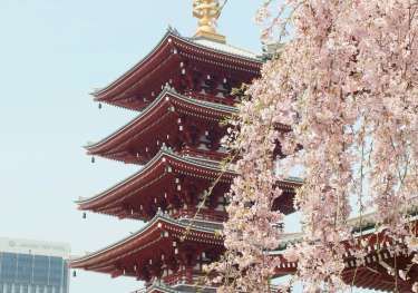 Photo of temple in japan with blossom in the foreground.