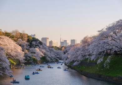 Photo of people in boats, flanked by trees laden with blossom.