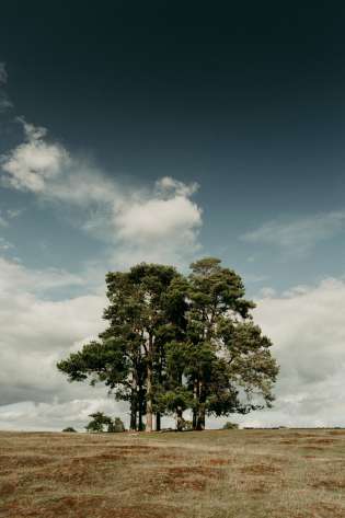 Cluster of trees in field.