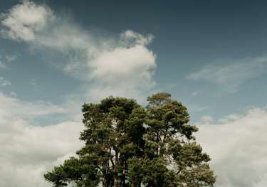 Cluster of trees in field.