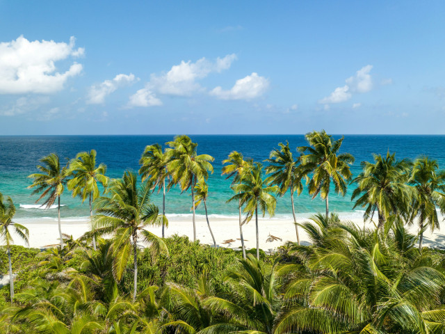 maldivian beach with palm trees and white beach