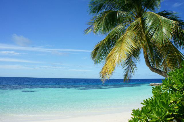 clear sea in the maldives with palm tree