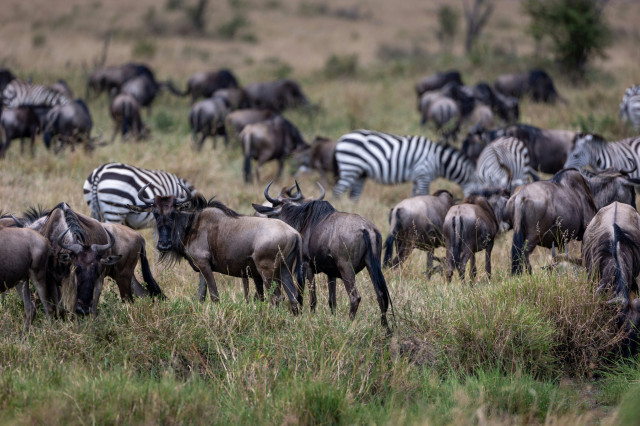 zebras and other animals in national park