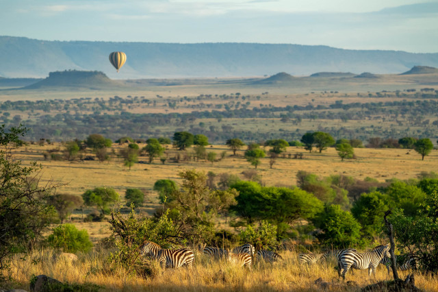 Balloon safari, zebras