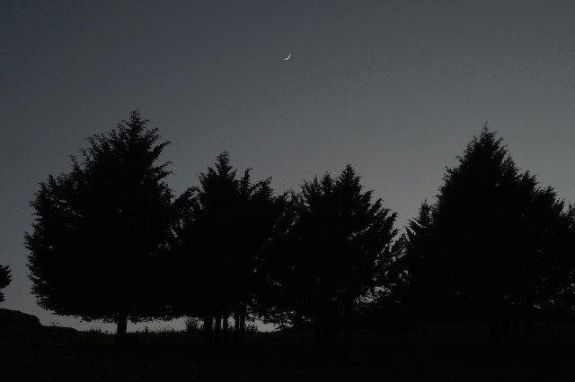 silhouette of trees with a sliver of moon