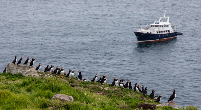 puffins on a cliff with small cruise ship in the background