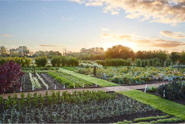 thyme kitchen garden