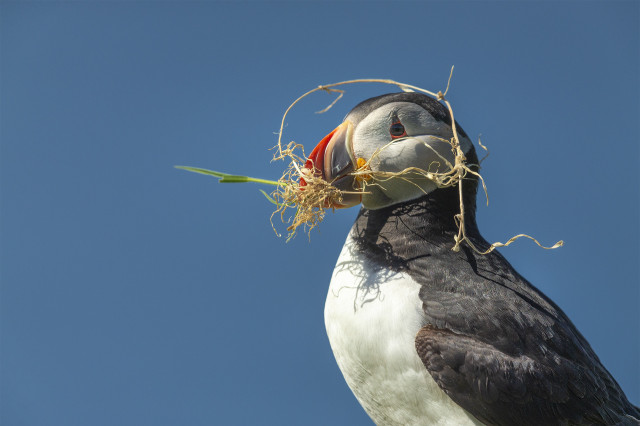 close-up of puffin with plant in its beak