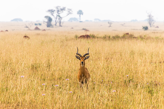 Sauti Safari