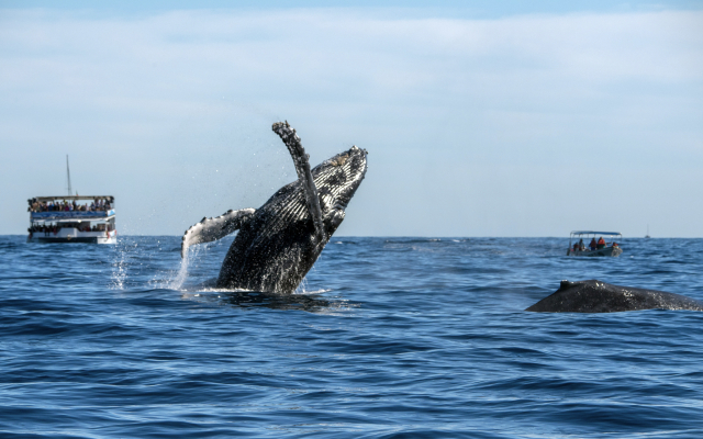 Humpback Whale Breaching on Pacific Ocean