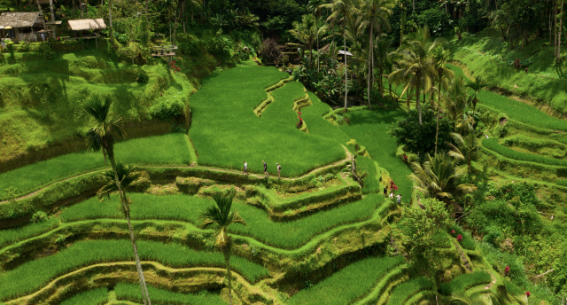 Aerial View of Rice Paddy Field Experience.