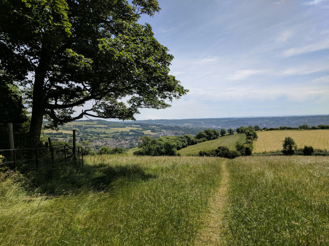 field in somerset during the summer