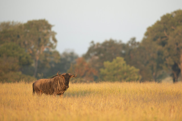 photo of wildebeest in south africa