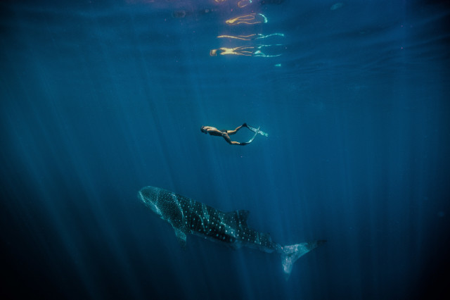 person swimming above whale shark