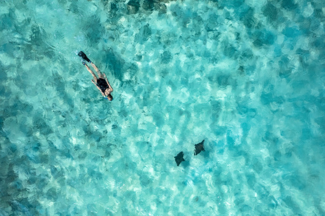 person snorkelling in the maldives