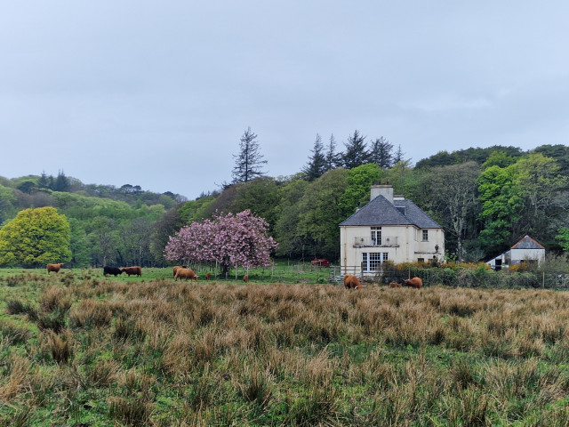 ulva house surrounded by highland cows