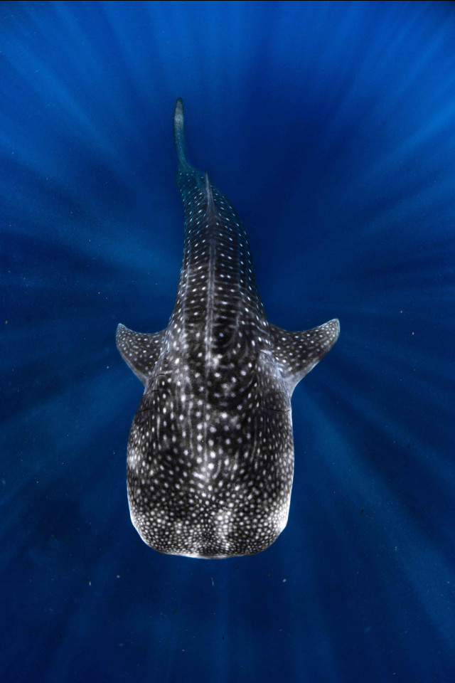 whale shark in the ocean