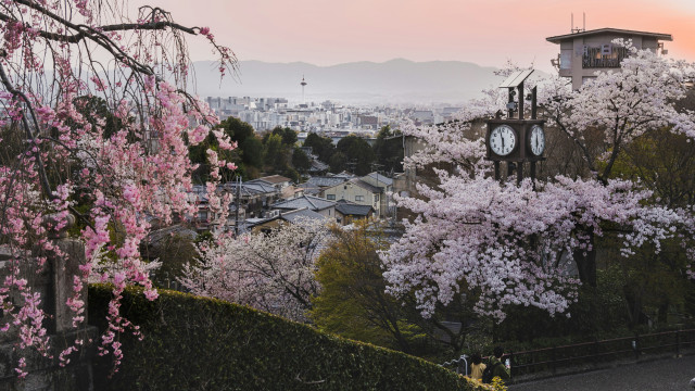 cherry blossom, kyoto